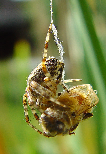 фото "Dining" метки: природа, макро и крупный план, насекомое