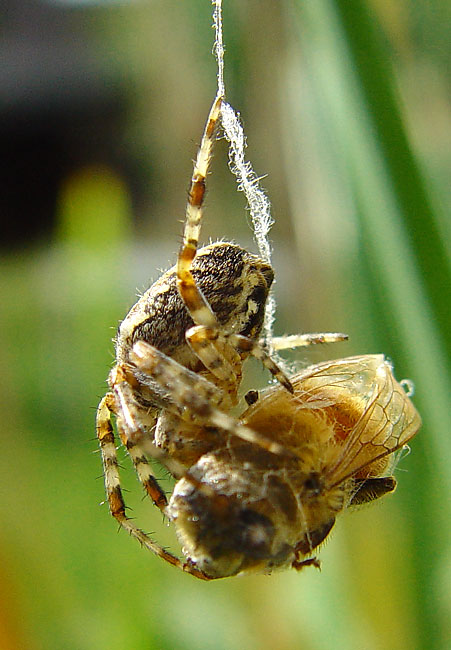 photo "Dining" tags: nature, macro and close-up, insect
