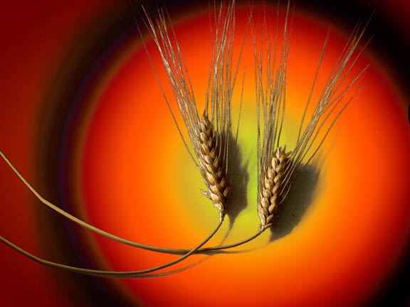 фото "Wheat" метки: фотомонтаж, макро и крупный план, 