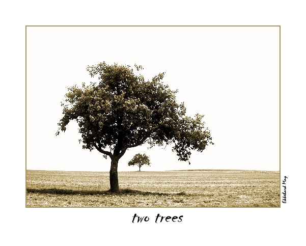 photo "two trees" tags: landscape, summer