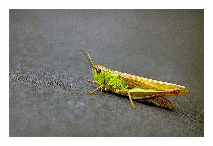 photo "Green it(he) was or depth of sharpness" tags: macro and close-up, nature, insect