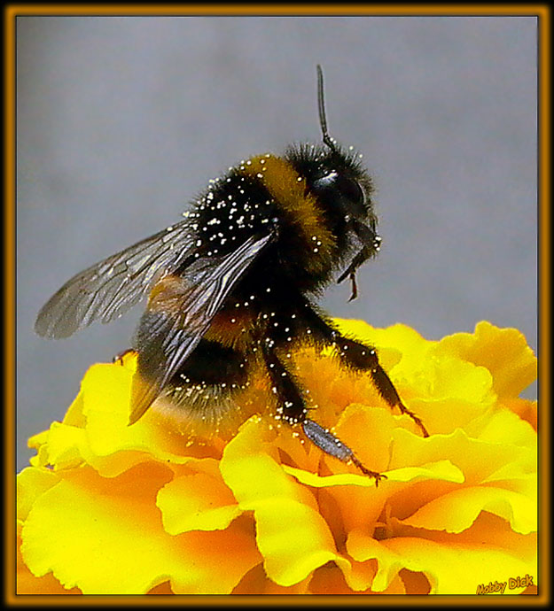 photo "rest" tags: nature, insect