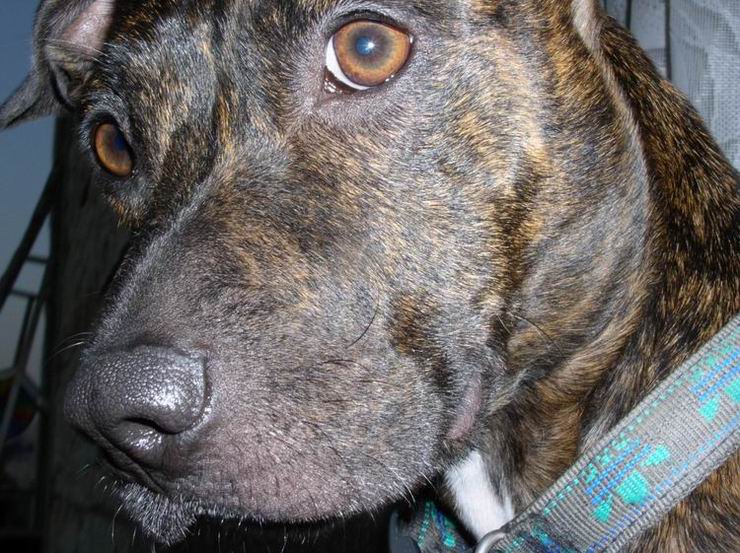 photo "dog heart" tags: portrait, nature, pets/farm animals