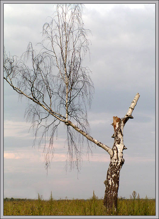 photo "Sick and lonely..." tags: landscape, nature, summer