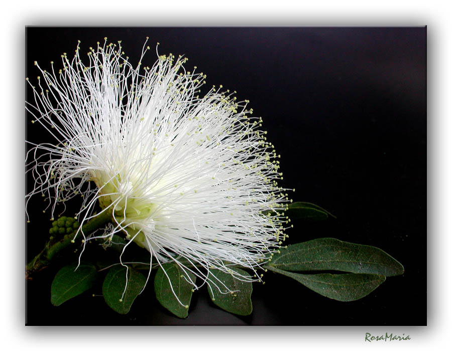 photo "White Sponge" tags: macro and close-up, 