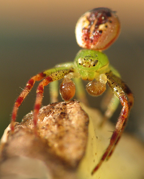 фото "Spider" метки: природа, насекомое