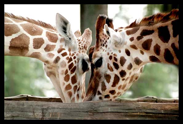 photo "Giraf couple" tags: nature, travel, wild animals