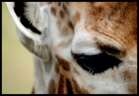 photo "Giraf eye..." tags: nature, travel, wild animals