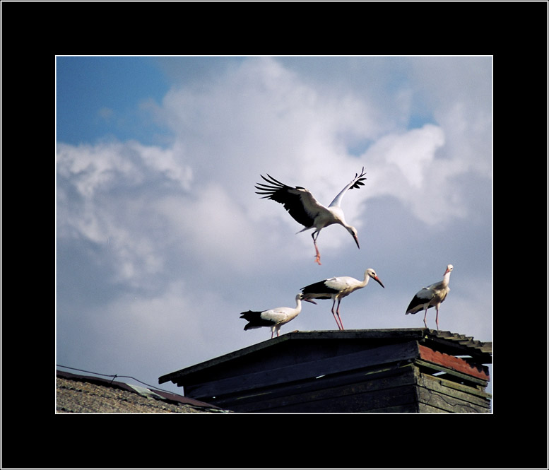 photo "Storks" tags: nature, wild animals