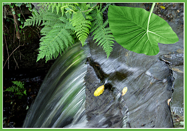 фото "Summer water" метки: природа, цветы