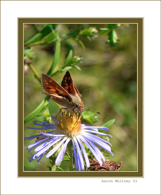 photo "blue with buddy" tags: nature, flowers, insect