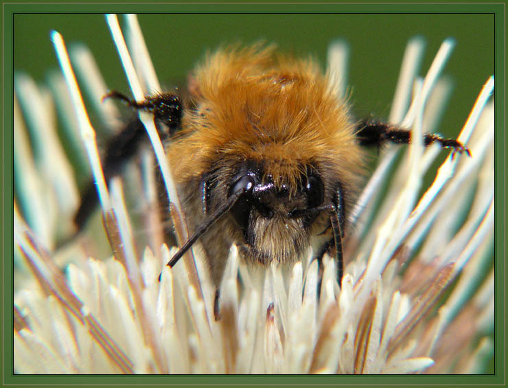 photo "And where is my nectar?" tags: nature, macro and close-up, insect