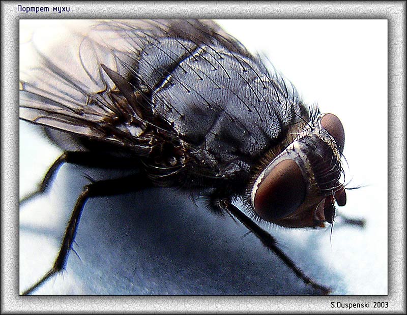 photo "Fly-1" tags: macro and close-up, nature, insect