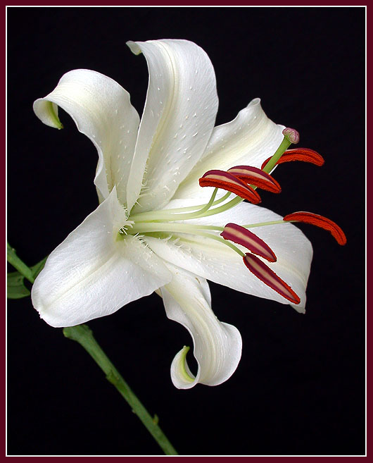 photo "White Lily" tags: nature, flowers