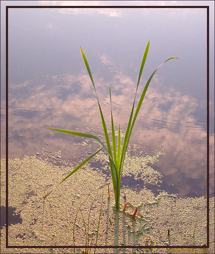 photo "A Sky on water" tags: landscape, clouds, water