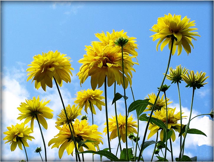 фото "Желтое на голубом" метки: природа, жанр, цветы