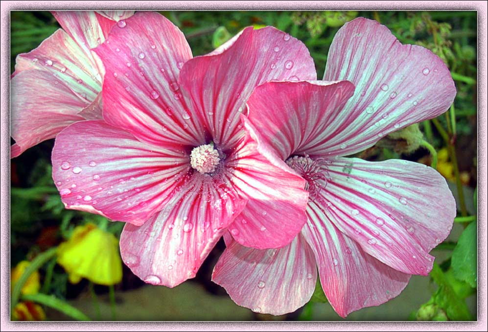 photo "After a rain" tags: nature, flowers