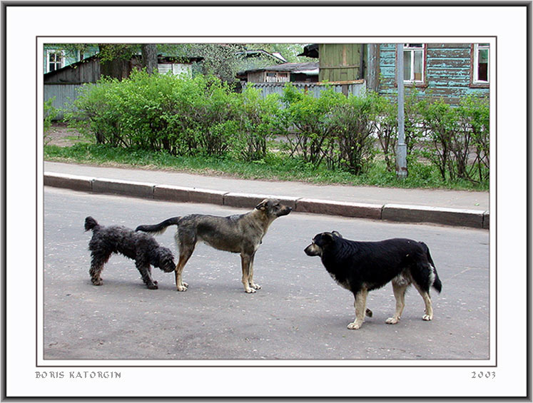 photo "Acquaintance" tags: nature, pets/farm animals, wild animals