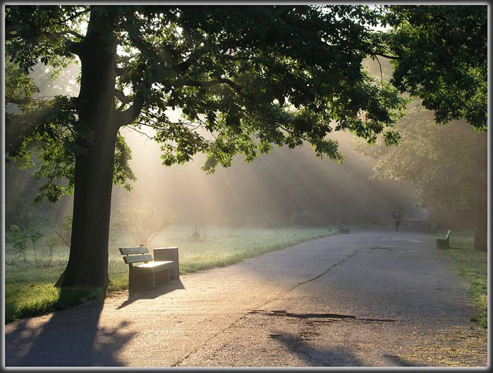 photo "Early walking in August" tags: landscape, forest, summer