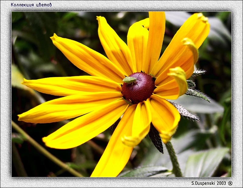 photo "The small Sun" tags: nature, flowers