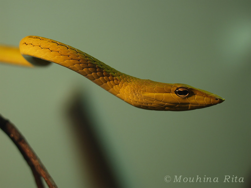 Змея стрела. Psammophis lineolatus. Змея стрелка Туркменистана. Пустынная змея стрела.