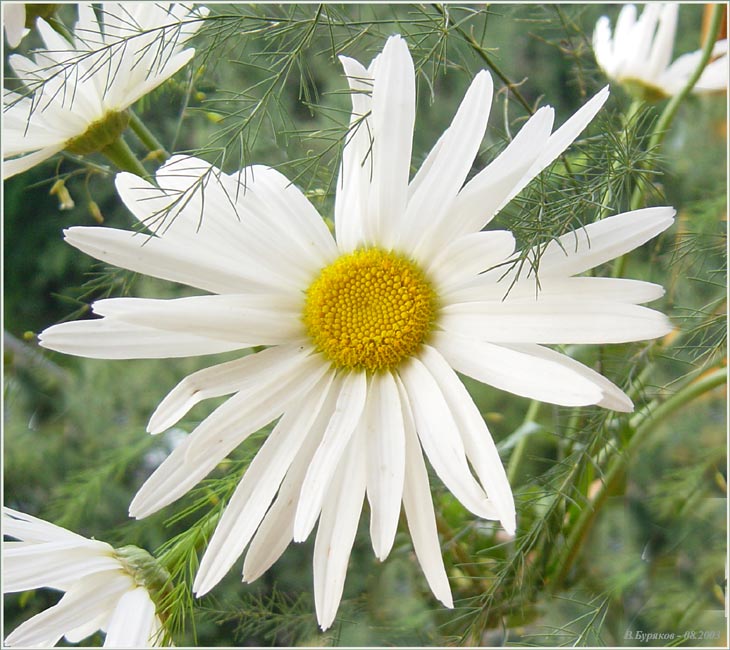 photo "Camomile" tags: nature, flowers
