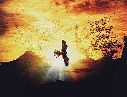 photo "Flight" tags: nature, montage, 