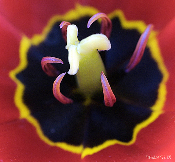 photo "Tulip#4" tags: nature, flowers