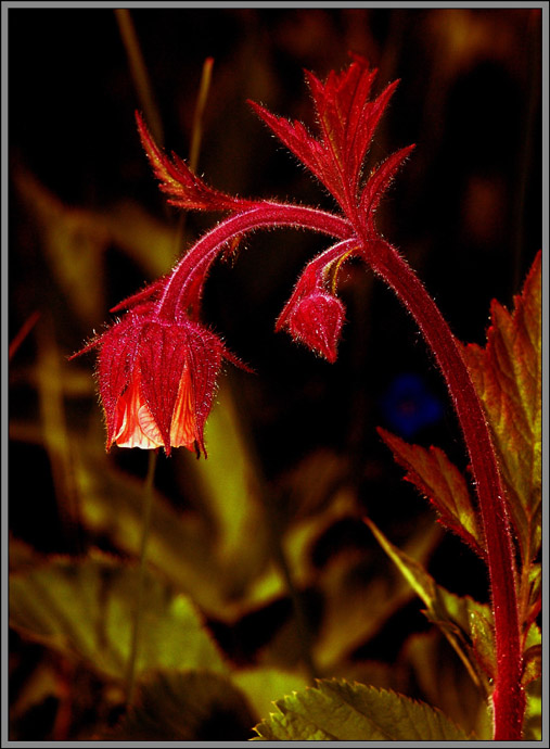 photo "Small lantern" tags: nature, macro and close-up, flowers