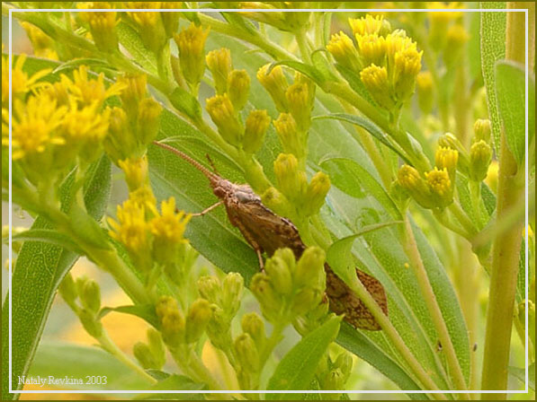 photo "Untitled photo" tags: nature, macro and close-up, insect