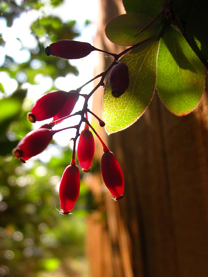 photo "Rubies in a garden" tags: misc., 