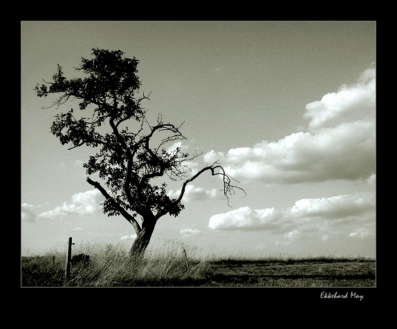 photo "tree, some clouds" tags: landscape, summer
