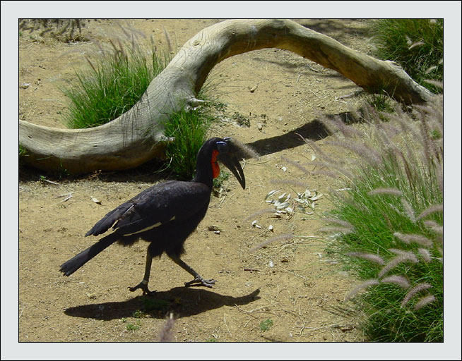 photo "Private Bussines." tags: nature, wild animals