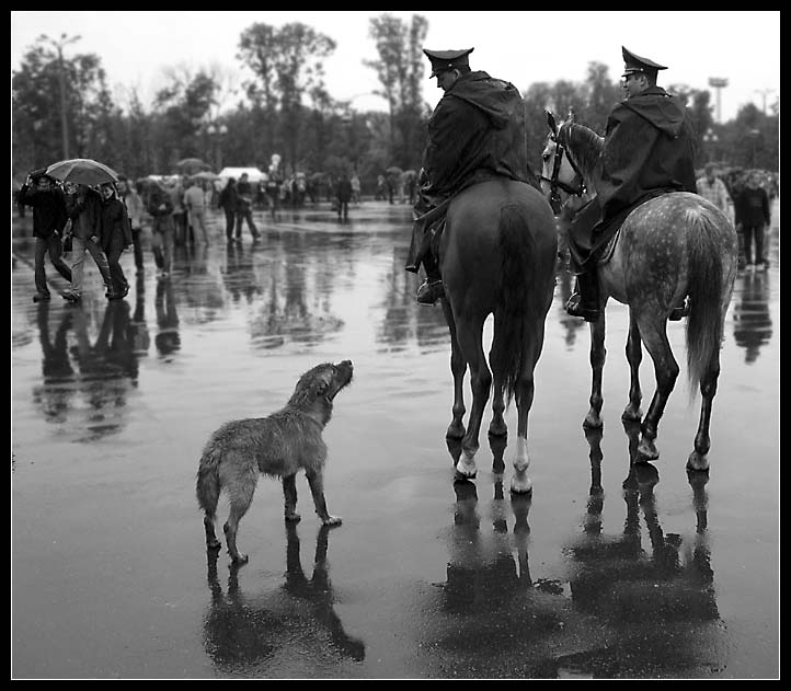 фото "Ай, Моська" метки: жанр, природа, домашние животные