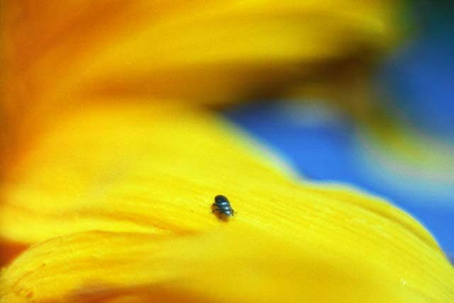 photo "..." tags: macro and close-up, 
