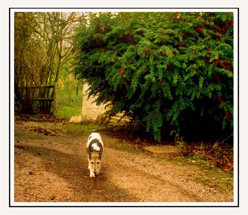 фото "Lonely dog" метки: природа, домашние животные