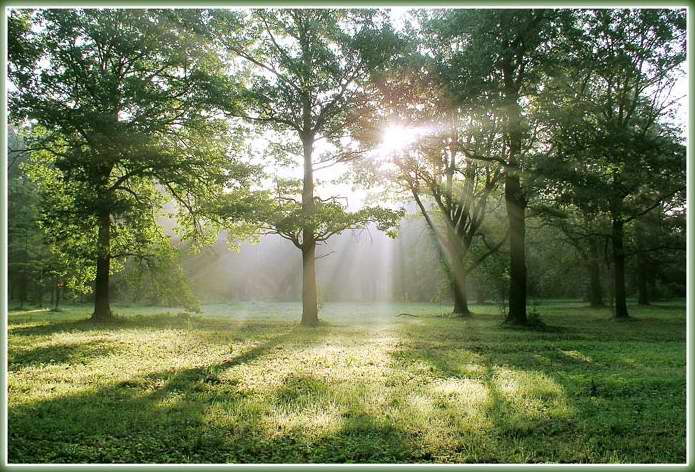 photo "Early walking in August II" tags: landscape, forest, summer