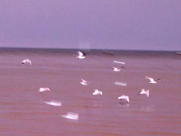 photo "Sea doves" tags: nature, landscape, water