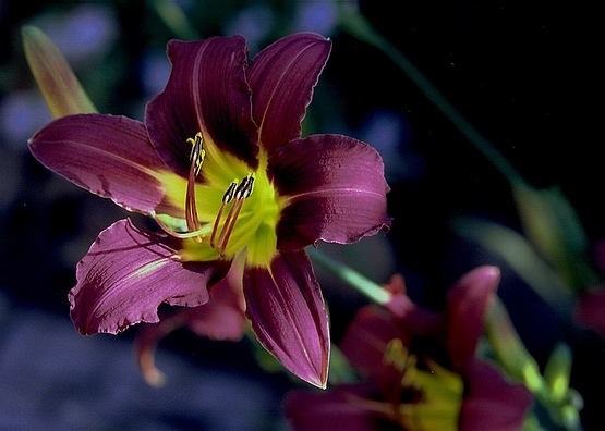 photo "One more flower...." tags: nature, flowers