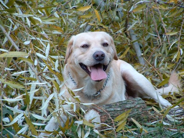 photo "Nice dog" tags: misc., nature, pets/farm animals