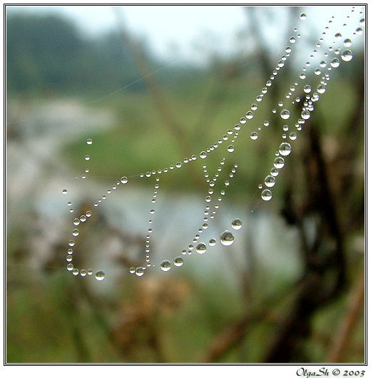 photo "Beads" tags: macro and close-up, 