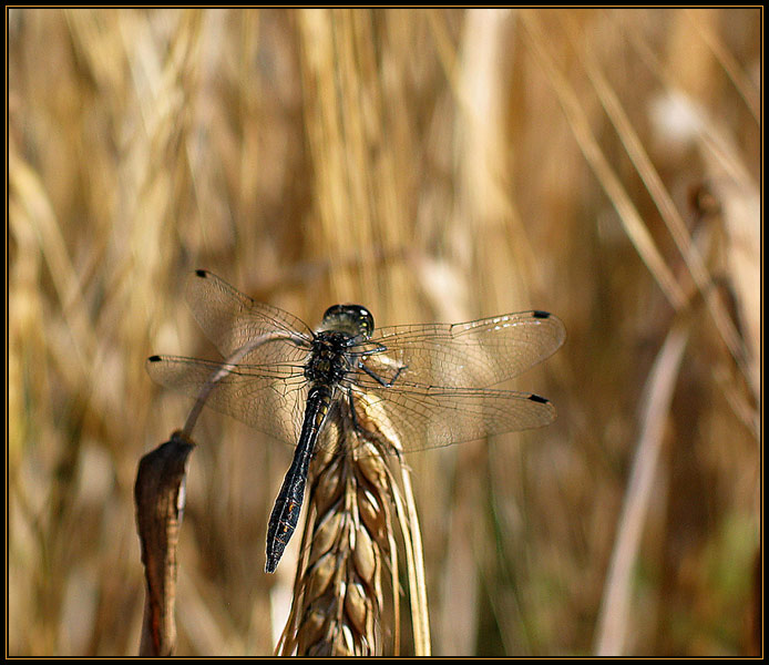 photo "Dragonfly" tags: nature, insect