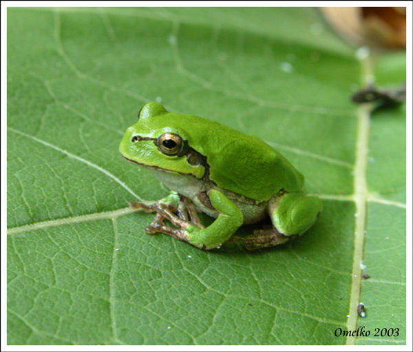 photo "Green frog on the leaf." tags: macro and close-up, 