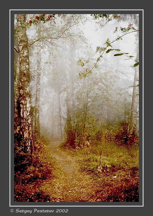 фото "Туманное утро - 4" метки: пейзаж, лес, осень