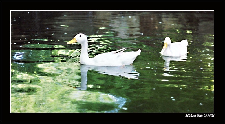photo "CALMNESS" tags: nature, misc., 
