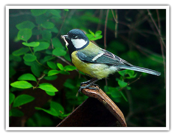 photo "Sparrow" tags: nature, wild animals