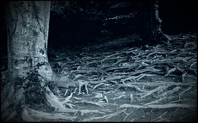 фото "Nest of snakes" метки: пейзаж, лес