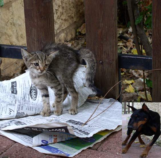 photo "the awe and despair." tags: genre, nature, pets/farm animals