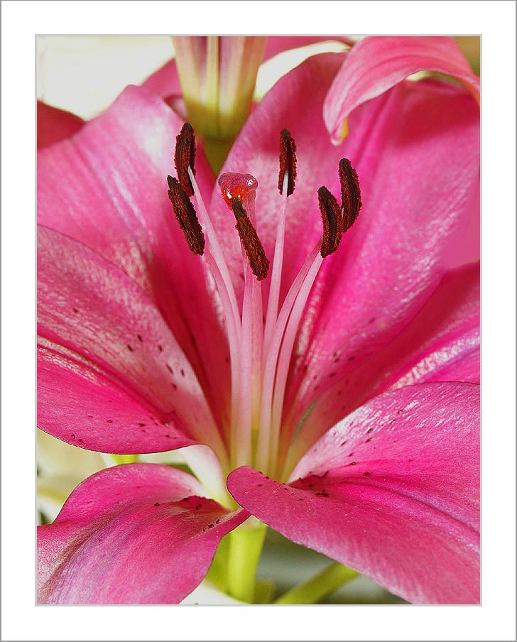 photo "Colors Of ....." tags: nature, macro and close-up, flowers