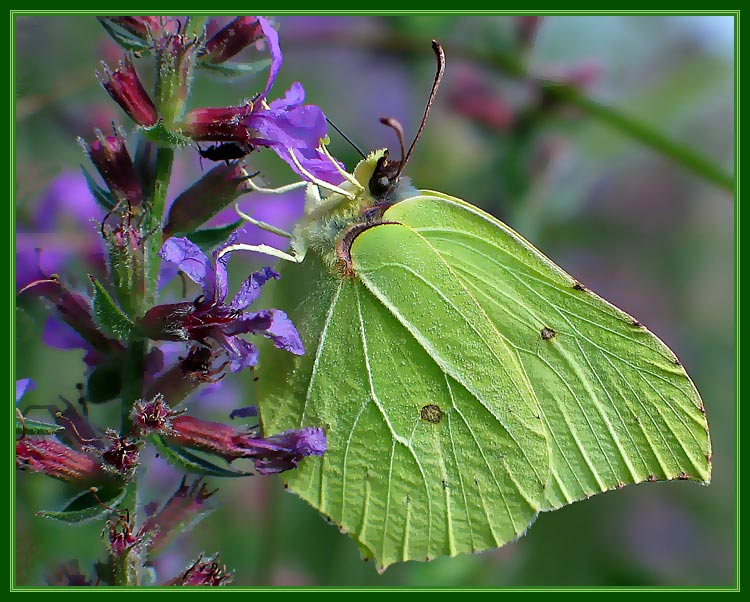 photo "Butterfly 2" tags: nature, insect